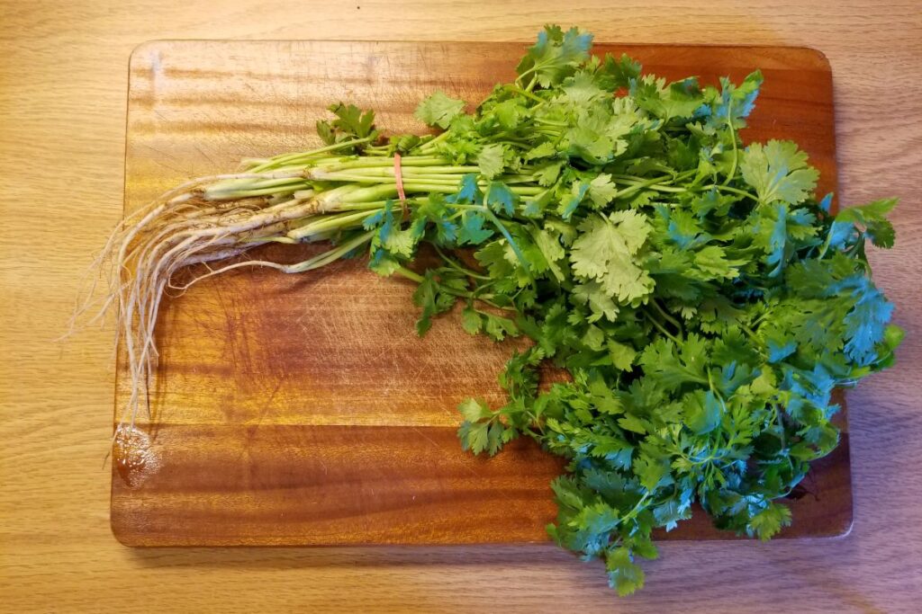 Cilantro with roots